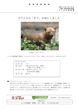 ヤブイヌの「サラ」が死亡しました
