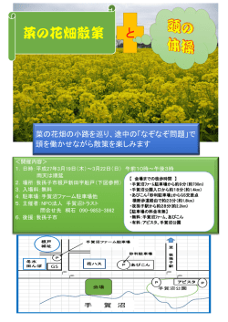 菜の花畑散策と頭の体操