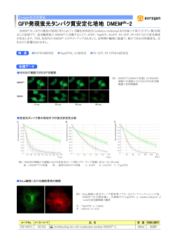GFP発現蛍光タンパク質安定化培地 DMEMgfp-2