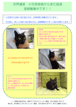 世界遺産 小笠原諸島から来た猫達 里親募集中です！！
