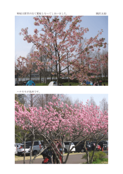 寒桜は新芽が出て葉桜となってしまいました。 H27.3.22 ハナモモが見所