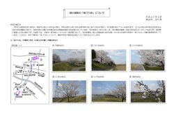 河川堤防の「桜づつみ」について（PDF：527KB）