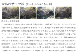 大島のサクラ株【おおしまのさくらかぶ】;pdf