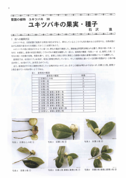 ユキッパキは、 自然状態で成熟する果実の着きカゞ少なく、 群生している;pdf