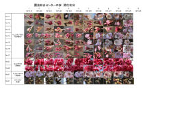 園芸総合センターの桜 開花状況;pdf