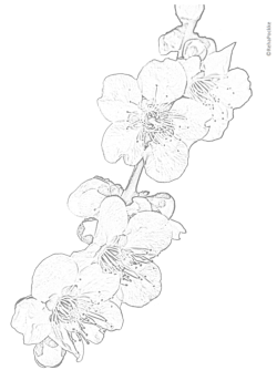塗り絵 | 梅の枝・花・蕾;pdf