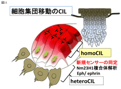 細胞集団移動のCIL;pdf