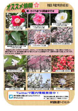 椿・さくらまつり開催中です;pdf