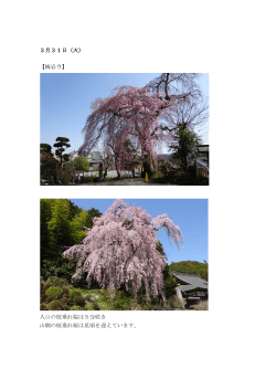 3月31日（火） 【梅岩寺】 入口の枝垂れ桜は5分咲き 山側の枝垂れ桜は