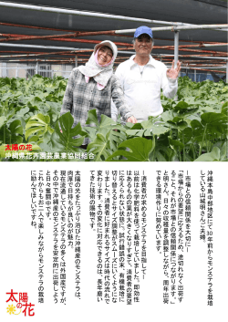 POP - 太陽の花- | 沖縄県花卉園芸農業協同組合