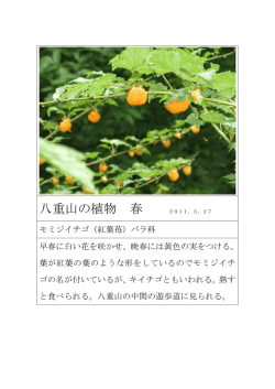 八重山の植物 春