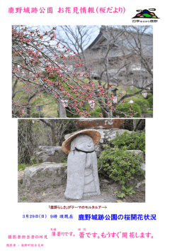 H27.3.29 開花状況(PDF文書)
