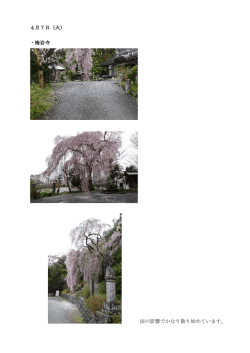 4月7日（火） ・梅岩寺 雨の影響でかなり散り始めています。