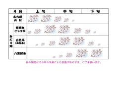 桜の開花はその年の気候によ り変動かあり ます。 ご了承願います。