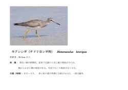 キアシシギ（チドリ目シギ科） Heteroscelus brevipes