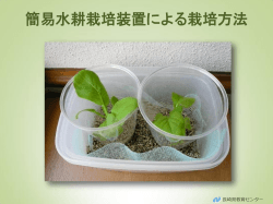 簡易水耕栽培装置による栽培方法