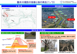 磐井川堤防の改修と桜の再生（1／3）