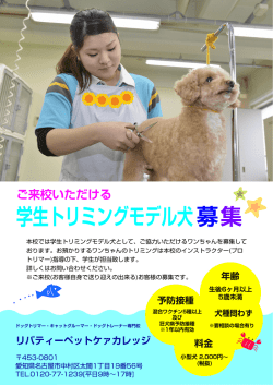 学生トリミングモデル犬募集 - リバティーペットケアカレッジ