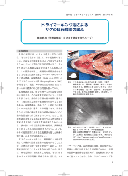 ドライマーキング法による サケの耳石標識の試み