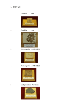 1.- 植物の化石 1 Dendrite 偲石 2 Dendrite 偲石 3 Metasequoia スギ