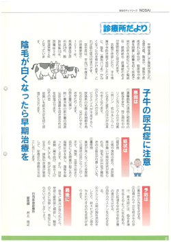 子牛の尿石症に注意