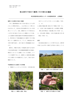 埼玉県内で初めて雑草イネの発生を確認