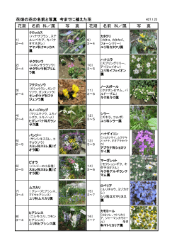 花畑の花の名前と写真 今までに植えた花 花期 名前 科／属 写 真 花期