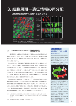 3. 細胞周期ー遺伝情報の再分配