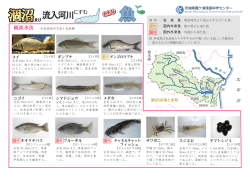 涸沼及び流入河川にすむおもな魚 - 茨城県霞ケ浦環境科学センター