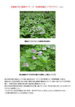 北海道の花と絶景めぐり－5「北邦野草園のシラネアオイ」中村雄二
