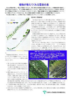 植物が教えてくれる雪崩の巣