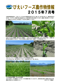 （左）馬鈴薯の圃場。花はほぼ満開。 （右）かぼちゃ。まだ開花していない