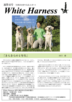 ホワイトハーネス - 日本ライトハウス盲導犬訓練所
