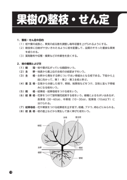 果樹の整枝・せん定