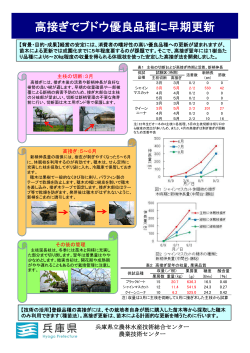 高接ぎでブドウ優良品種に早期更新 - 兵庫県立農林水産技術総合センター