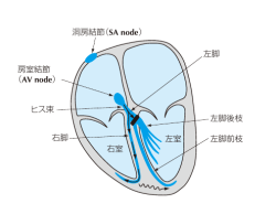 洞房結節（ SA node） 房室結節 （AV node） ヒス束 右脚 左脚 右室 左室