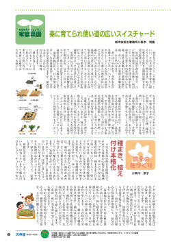 楽に育てられ使い道の広いスイスチャード（PDF：312KB）