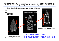 放散虫Podocyrtis(Lampterium)属の進化系列