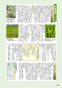 四年産から、従来管内ではあまり 問題視されなかった縞葉枯病が、管 内