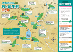 苔と原生林 苔と原生林