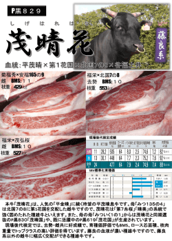 とにかく使いやすい P黒829 茂晴花！ 安心して下さい。良いサシ入って