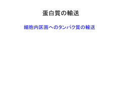 蛋白質の輸送