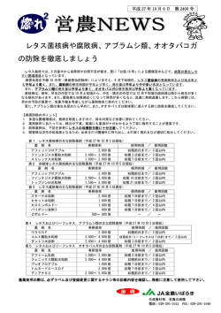 レタス菌核病や腐敗病、アブラムシ類、オオタバコガ の防除を徹底しましょう