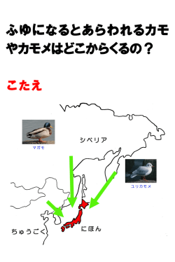 冬になると現われるカモやカモメはどこから来るの？ - Ec
