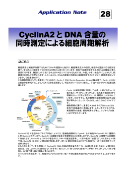 CyclinA2 と DNA 含量の 同時測定による細胞周期解析