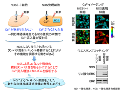一酸化窒素による細胞内Ca2+流入増強に関与するSNO化修飾