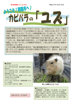 10 月 7 日の夕方に長崎バイオパークより、カピバラのメス「ユズ」1 頭が