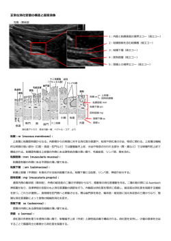 正常な消化管壁の構造と超音波象