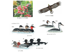 冬羽 カンムリカイツブリ オジロワシの若鳥 夏羽 キンクロハジロ 雄 夏羽