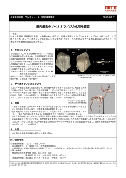 【プレスリリース】道内最古のヤベオオツノジカ化石を確認